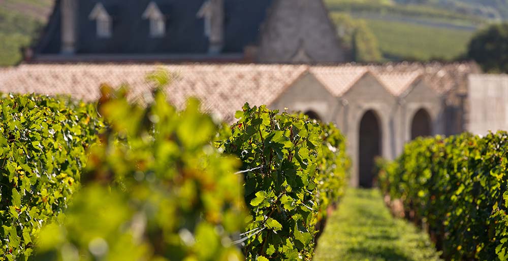 Vignes du Château La Gaffelière à Saint-Émilion